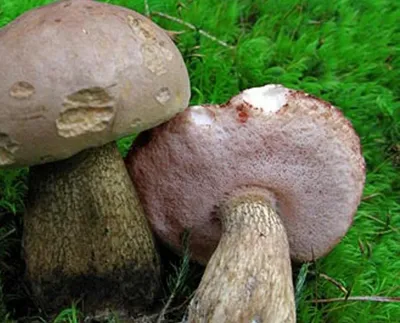 Бывают в жизни огорчения. 5 видов трубчатых грибов, которые лучше оставить  в лесу. Фотографии и статьи о них | грибной критик | Дзен