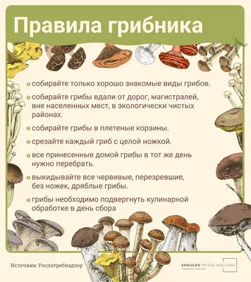 Грибной сезон: где и какие грибы собирать в Петербурге и Ленобласти в  августе и сентябре?