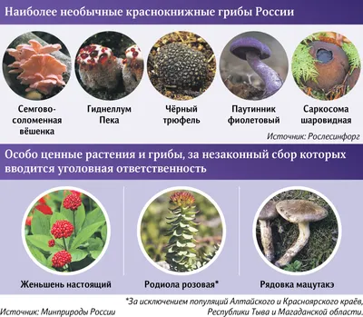 Чем полезны грибы? Разница между покупными и лесными грибами, как собирать  - Чемпионат