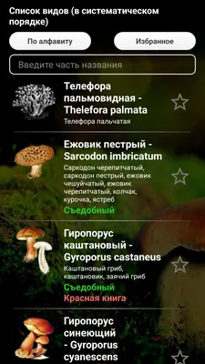Какие грибы теперь нельзя собирать в России. И как они выглядят | Пикабу