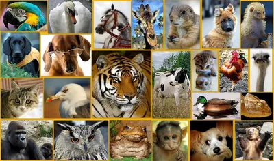 Все животные в мире картинки - 55 фото