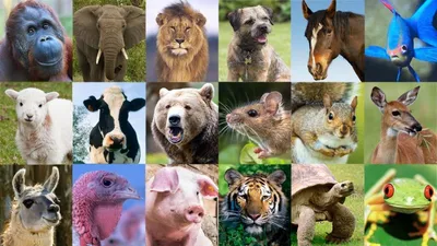 Много разных животных - красивые фото