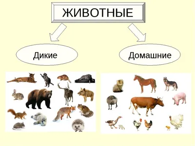 МБДОУ детский сад №142, Rused - Единая сеть образовательных учреждений.