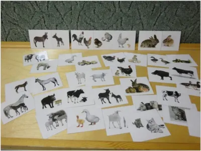 Лучшие идеи (34) доски «Картинки домашних животных» | картинки домашних  животных, животные, карточки с животными