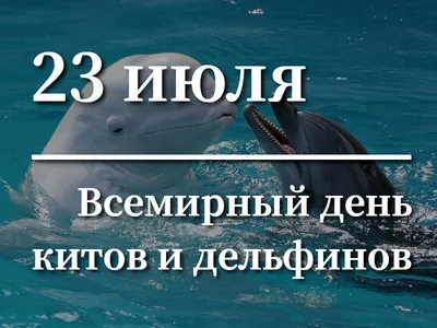 Всемирный день китов и дельфинов картинки фотографии