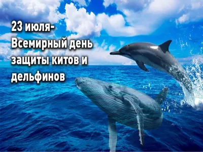 Всемирный День китов и дельфинов | Детский сад №11 «Сказка»