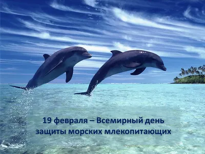 Росмолодёжь - 🎉🐬🐋Сегодня отмечается Всемирный день китов и дельфинов! ⠀  Учрежден праздник был в 1986 году, когда Международная китобойная комиссия,  после 200 лет беспощадного истребления, ввела запрет на китовый промысел. ⠀  В