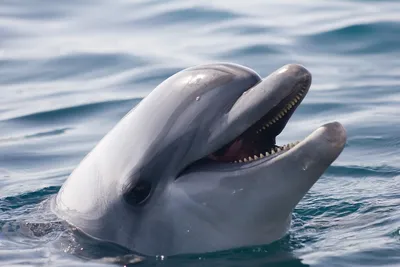Всемирный день китов и дельфинов — Бесплатные открытки и анимация