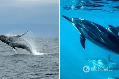 Где играли тихие дельфины…\" | ВКонтакте