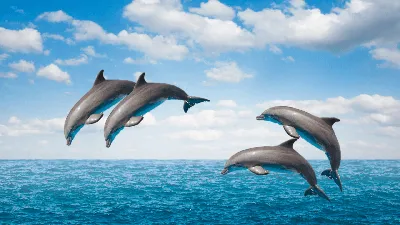 Всемирный день китов и дельфинов 2024: какого числа, история и традиции  праздника