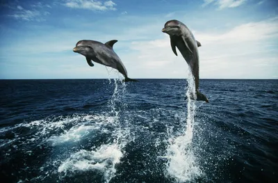 Всемирный день китов и дельфинов - «Экология России»