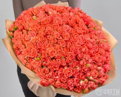 Букет из 101 кустовая коралловая роза в упаковке купить в Барнауле | Розы  недорого оптом розница