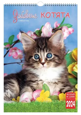 Самые милые котята сети | Евгений Верхеев | Дзен