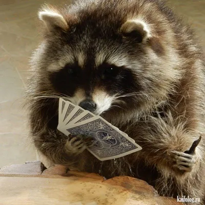 Эти забавные животные (45 фото) | Raccoon funny, Cute raccoon, Pet raccoon