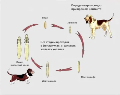 Демодекоз собак