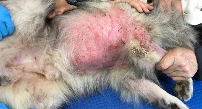Аллергия у собак - симптомы, лечение, фото
