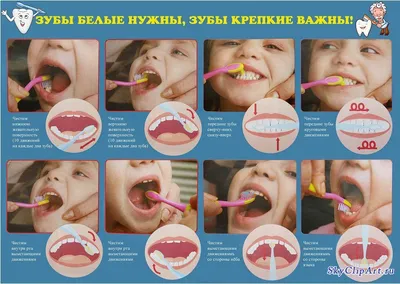 Чистка зубов в СПб – цены на профессиональную гигиену полости рта в  клиниках СТОМА