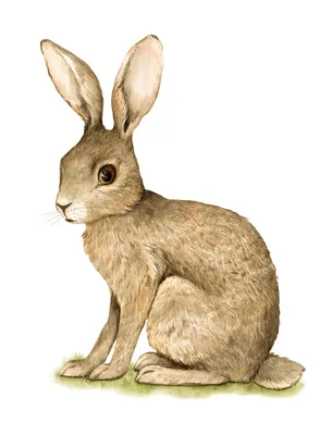 Заяц (рисунок) — Википедия