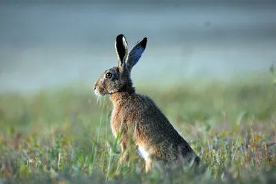 Заяц-беляк | Удивительные животные | Дзен