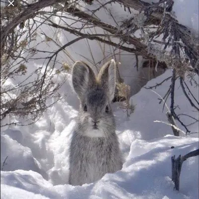 Зайцы в зимнем лесу - 76 фото