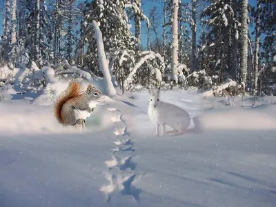 Заяц рисунок зимой - 58 фото