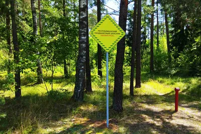 О законе: когда запрещено заходить в лес?