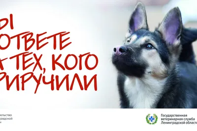 4 октября – Всемирный день защиты животных | Местное время - новости  Рубцовска и Алтайского края