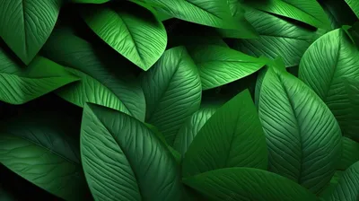 зеленые листья имеют темный фон, 3d визуализация листья фон зеленый  натуральный, Hd фотография фото, зеленый фон картинки и Фото для бесплатной  загрузки