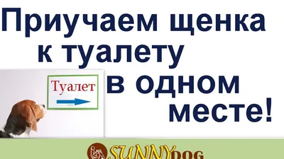 В Уфе кинолог разводит волкособов и обучает их командам на разных языках -  27 июня 2021 - 72.ru