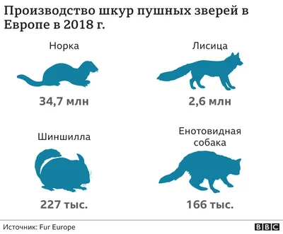 Подробно · Норка европейская · Куньи · Хищные · МЛЕКОПИТАЮЩИЕ · Животные ·  Муниципальное Бюджетное Учреждение Культуры «Зоопарк» - официальный сайт