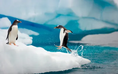 Ледяные рыбы, тюлени-крабоеды, киты и золотоволосые пингвины: знакомимся с животными  Антарктиды - Папамамам — МИФ