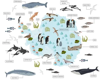 Какие животные обитают в Антарктиде - виды, названия, описание и фото —  Природа Мира