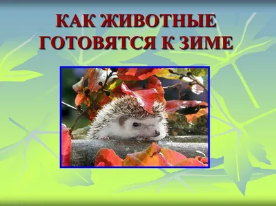 Тематическая неделя в начальной школе «Как животные к зиме готовятся» |  ВКонтакте