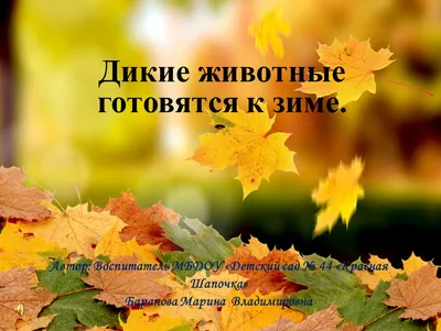 Альбом «как животные готовятся к зиме» Купить со скидкой в электроном  варианте можно за 100₽ Содержание.. | ВКонтакте