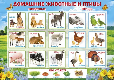 Тема недели «Домашние животные и их детеныши». | ВКонтакте