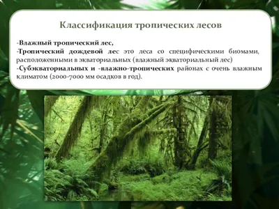 Энциклопедия \"Жизнь растений\". СЕМЕЙСТВО БОБОВЫЕ (FABACEAE ИЛИ LEGUMINOSAE)