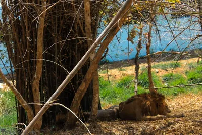 Животные Индии лемур лори Акварель …» — создано в Шедевруме