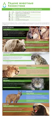 7 краснокнижных животных Казахстана, о которых вы не знали – ЛИВЕНЬ