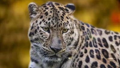 Браконьеры и суровые зимы: Казахстан может потерять пять видов диких кошек