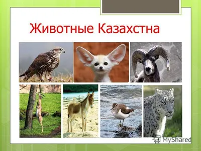 Красная книга Казахстана. Туркестанская рысь попала в фотоловушку