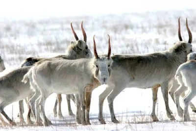 В Казахстане так и не принят закон, защищающий животных — Новости Шымкента