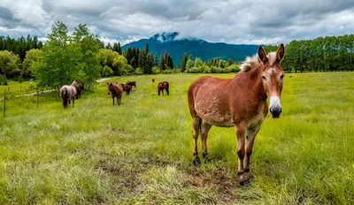 Фотографии лошадь Луга траве Животные