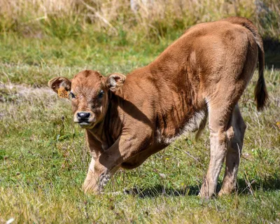 красивые коровы лугу выпасные животные травоядные Стоковое Изображение -  изображение насчитывающей аграрным, англия: 232852019