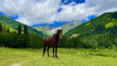 Картинки коровы Луга Трава животное