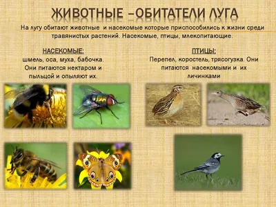 Луг. Растения и животные - обитатели луга - online presentation