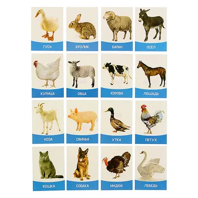 Дидактические карточки животные - купить в интернет-магазине дидактические  карточки