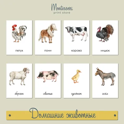 Чтение с классификацией Домашние животные - карточки Монтессори купить и  скачать