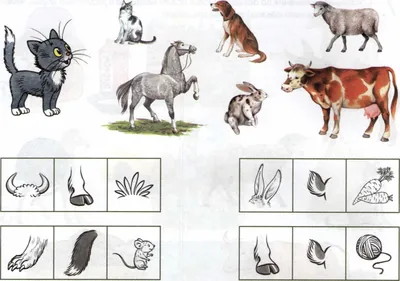 плакат животные для детского сада скачать для печати