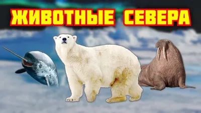 Животные севера для детей. Полярные животные. Развивающие мультики - YouTube