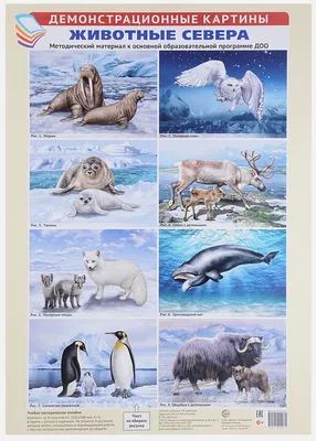 Животные Севера. Я рисую и раскрашиваю – купить по цене: 155,70 руб. в  интернет-магазине УчМаг